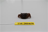 藏品(雙齒近相手蟹)的圖片